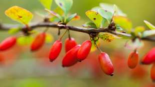 Red ripe barberry berries on a branch