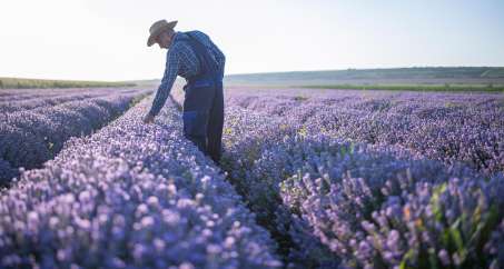 male presenting person in a lavender field checking the plants