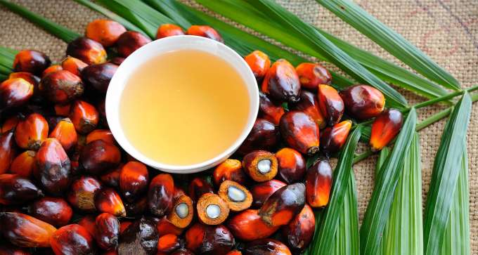 while bowl with palm oil, surrounded by palm kernels on top of palm leaf