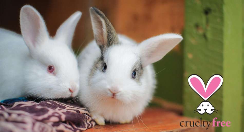 two white bunnies 