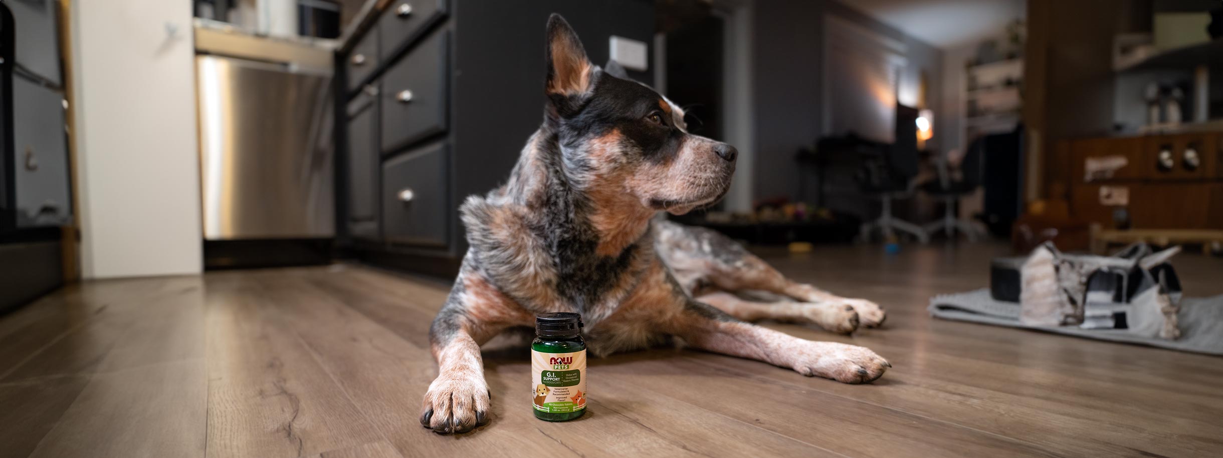 black and white dog on the floor with a bottle of NOW Pets G.I. Support