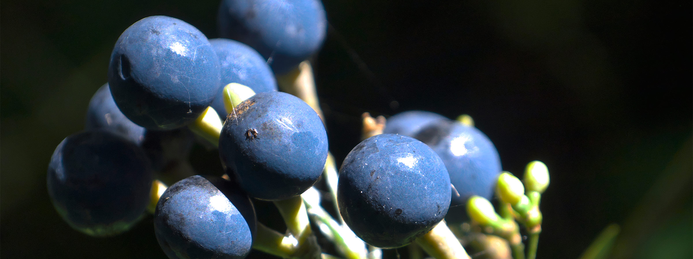 Black Cohosh FAQs