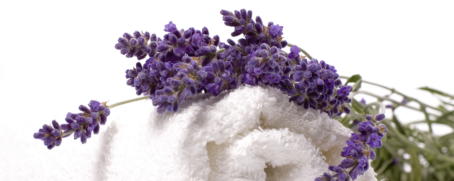 Several purple lavender flowers resting on a soft, white towel.