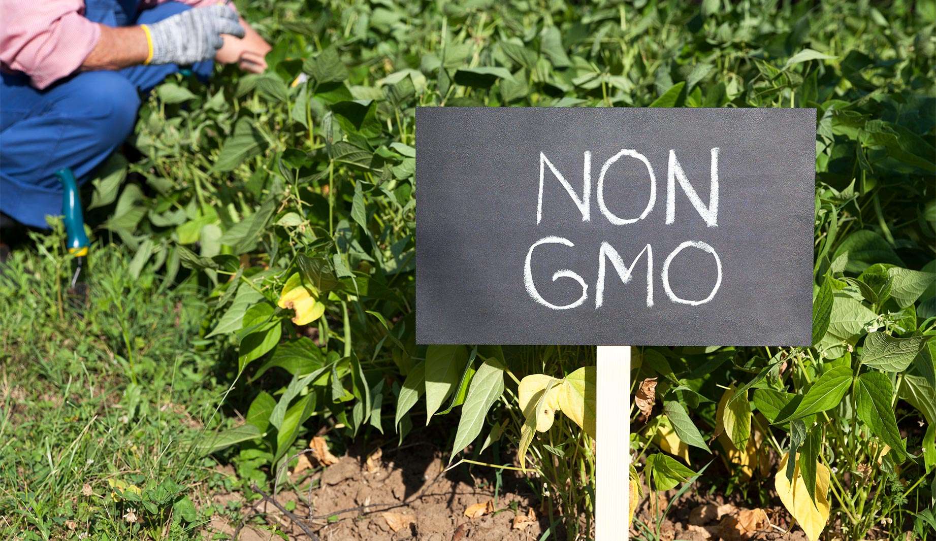 Non-GMO sign in front of a garden plot with a person working