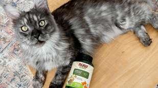 Grey and Black cat looking at camera next to a bottle of NOW Pets Omega-3