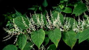 image of Japanese knotweed plant