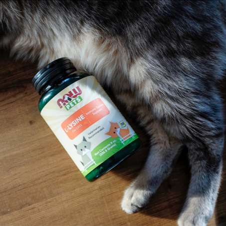 Bottle of NOW L-Lysine next to gray cat feet