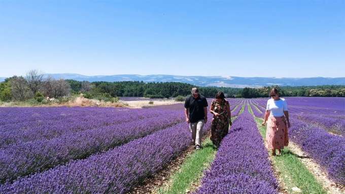 three people walking in a lavender field towards the camera on a clear blue sky day 