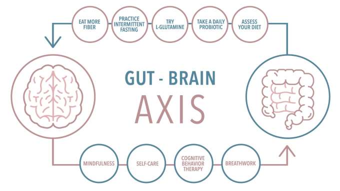 Gut-Brain Axis. Arrow from Brain to Intestines with bubbles reading Mindfulness, Self Care, Cognitive Behavior Therapy, Breathwork. Arrow from Intestines to Brain bubbles reading Assess your diet, Take a daily probiotic, Try L-Glutamine, Practice Intermittent Fasting, and Eat more fiber. 