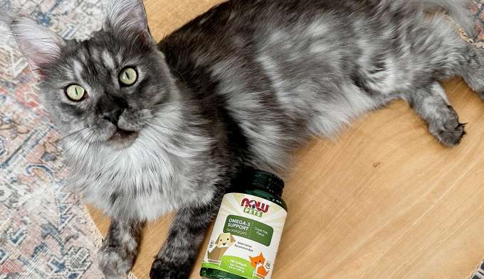 Grey and Black cat looking at camera next to a bottle of NOW Pets Omega-3