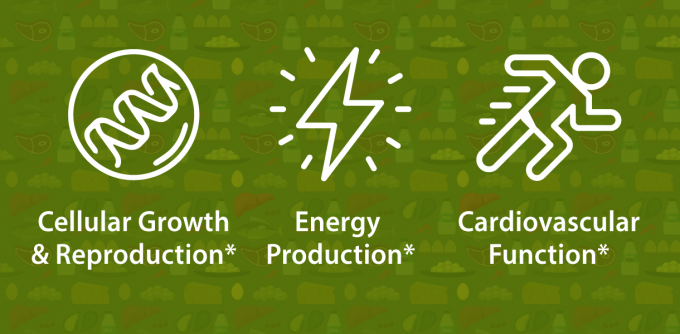 Cellular Growth & Reproduction* Energy Production* Cardiovascular Function*