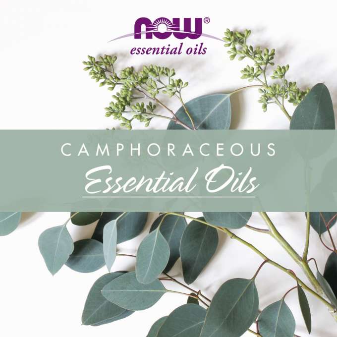 NOW Essential Oils Camphoraceous Essential Oils 