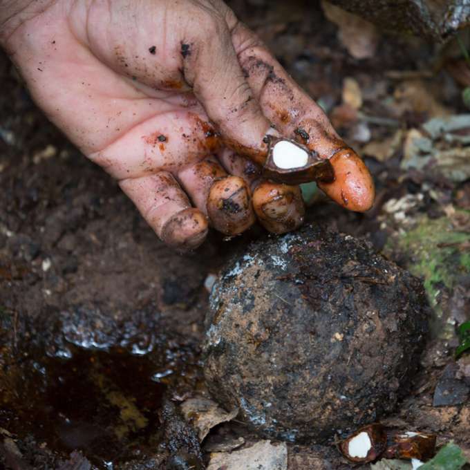 A pair of hands holds several large Brazil Nuts from a bag