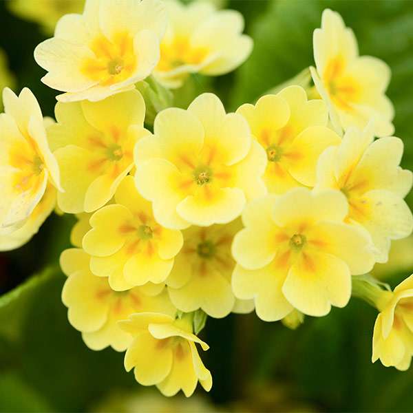 Super Primrose